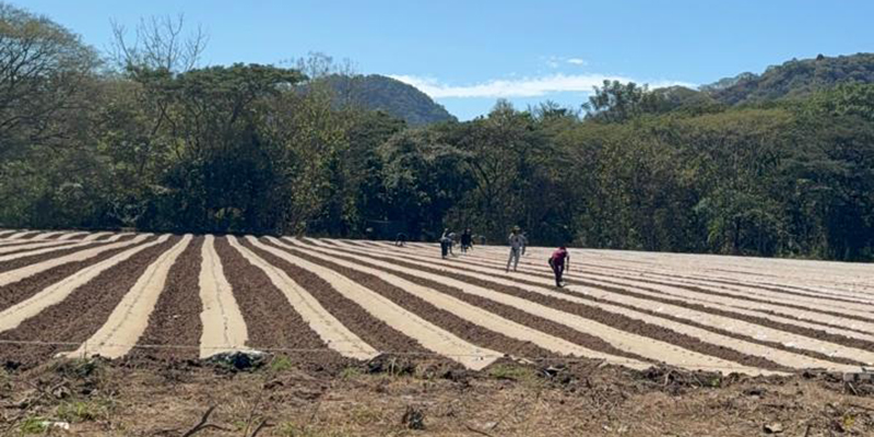 Costa Rica’s Melon and Watermelon Export 2026 Season Gets Underway